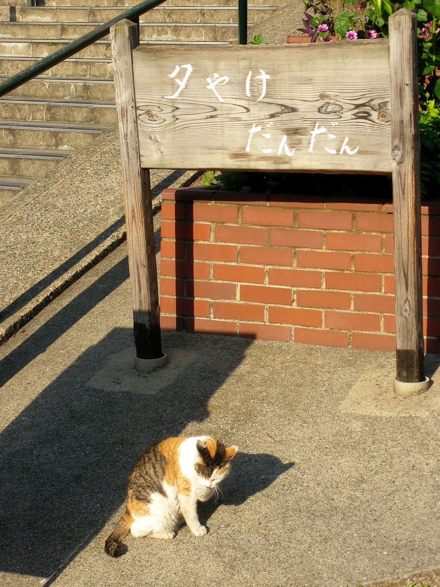 階段に座る三毛猫